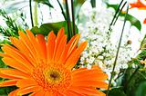 Orange gerbera flower agaisnt green blurred background