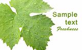 Grape leaves with drops - card