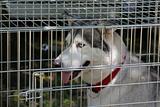 Siberian Husky dog in the cage