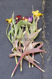 Dead flowers