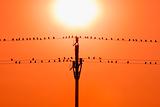 birds sitting on wires in sunset