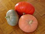 three colorful pumpkins