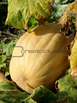 sunny pumpkin