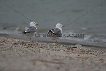 Two gulls at the water edge