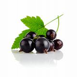 fresh currant fruits with green leaves