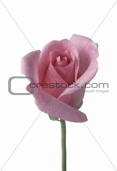 Single pink rose against white