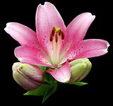Lily pink flower isolated