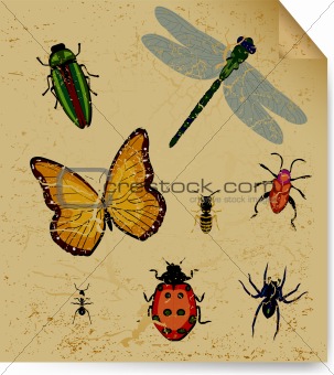 The dried insects on old book sheet. Vector