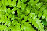 Fern leaves as a background