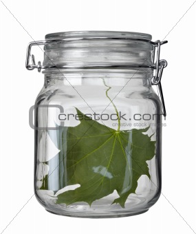 glass jar kitchen dish green leaf conservation ecology