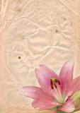 Old paper with pink lily
