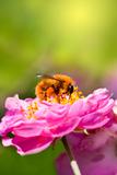 Bee collecting honey