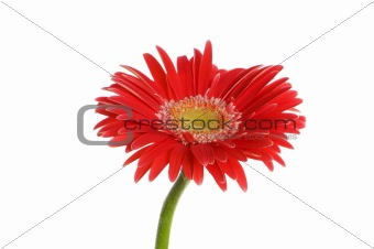 Gerbera flower isolated on the white background