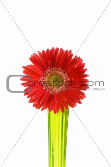 Gerbera flower isolated on the white background