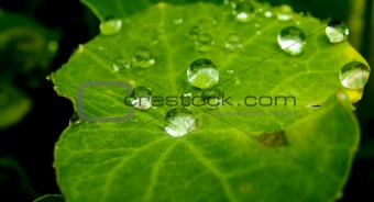 Wate drops on leaf