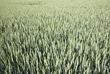 Green Wheat  
