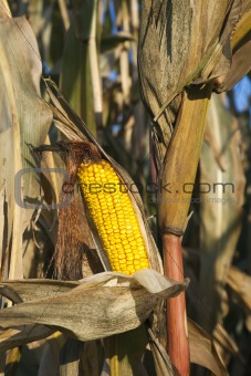 Corn in October 