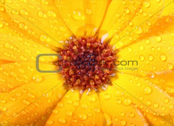 Orange flower of calendula with dew