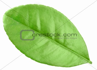 One green leaf of citrus-tree