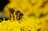 Bee gathering honey on yellow flowers
