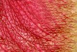 red petal orchid texture