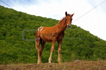 Horses Pasture in Green Field
