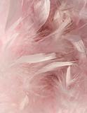 Fluffy pink feather background with corner