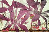 Pink and purple bougainvillea abstract background 