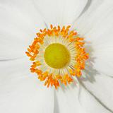 Anemones flower