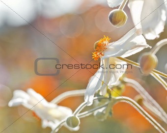 Anemones flower