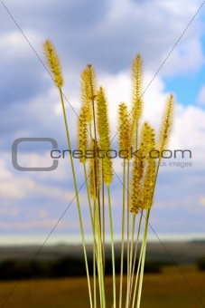 Inflorescence cereal weeds with seeds