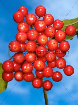 Red viburnum berries against a background of blue sky
