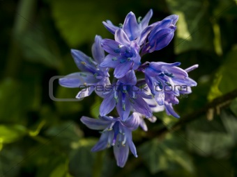 Bluebell Beauty
