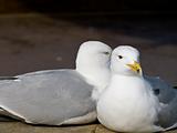 Gulls In Love