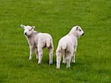 So Cute lambs