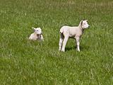 Very Cute Lambs