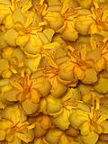 Yellow hibiscus flower background