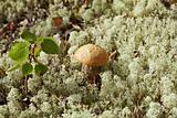 Birch mushroom