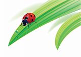 Ladybird on grass with water drops.