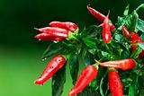 ripe red hot chili peppers on a tree