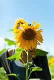 woman hiding behind a sunflower