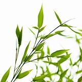 bamboos over a white background