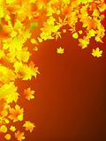 Autumn leaves  background