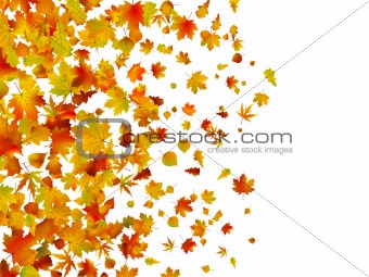 Fallen autumn leaves background