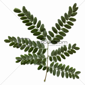 Carob leaf