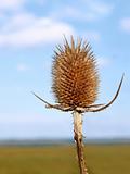 Inflorescence dry teasel