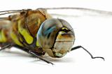 Front part of Migrant Hawker dragonfly