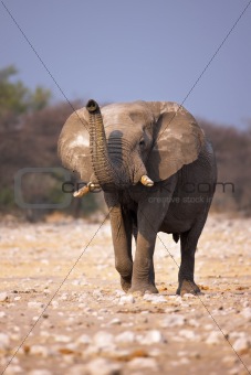 Elephant smelling