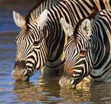 Zebras drinking close-up
