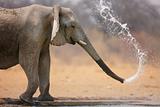 Elephant throwing water